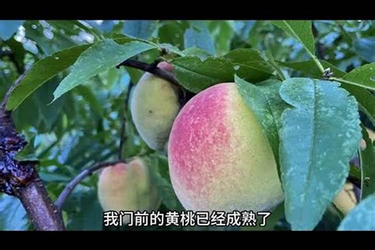 农历腊月十七是什么属相,腊月十七的猪配偶是属什么的