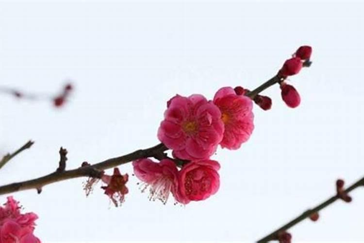八字命理中的桃花煞