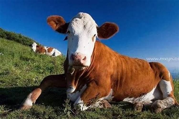 冬至吃羊肉是哪个地方的风俗
