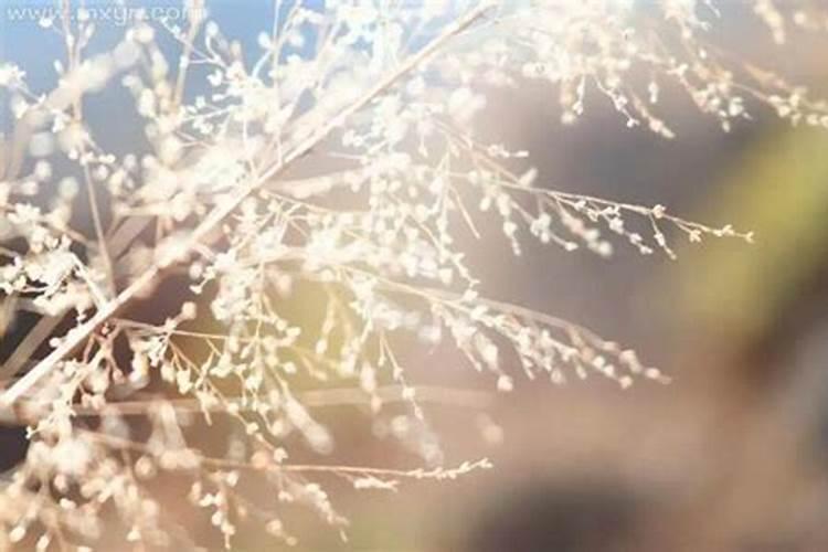 74年属虎何时走大运