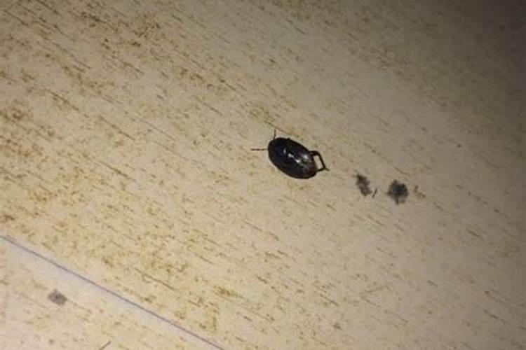 梦见衣服上有很多小虫子的预兆