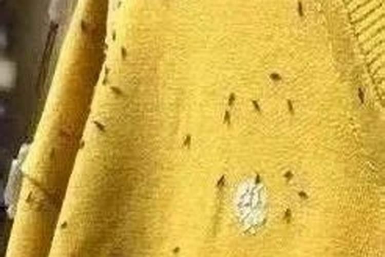 梦见衣服上爬了很多小虫子的预兆