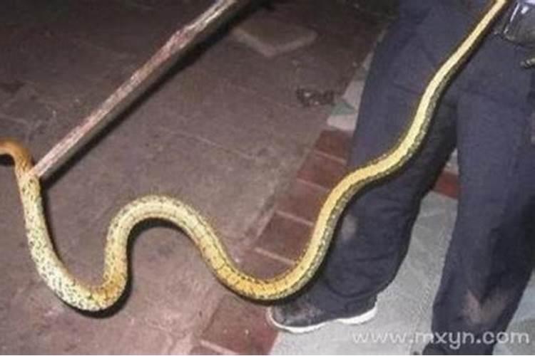 梦到打死蛇是什么意思