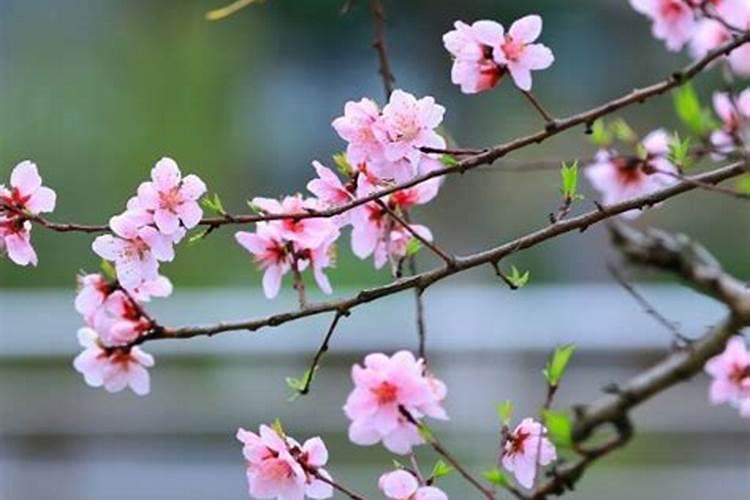 本命年按周岁还是虚岁算？本命年有什么说法？