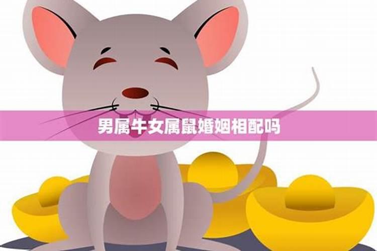 男鼠女牛婚配怎么样