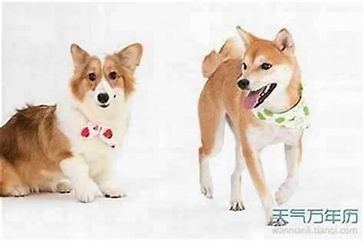 生肖都属狗 五行都属木 的两个人适合在一起吗