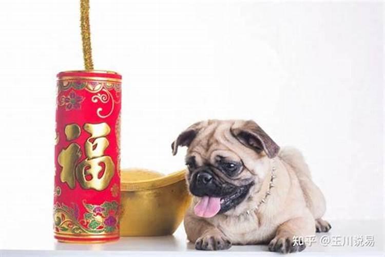 农历11月份出生的属狗人命运