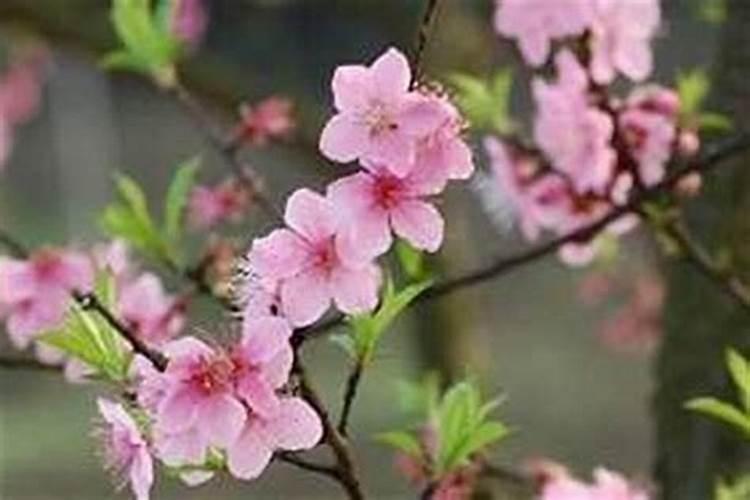 虎本命年要佩戴什么好 虎本命年要佩戴啥好
