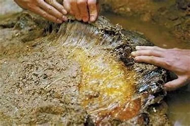 养太岁最新方法