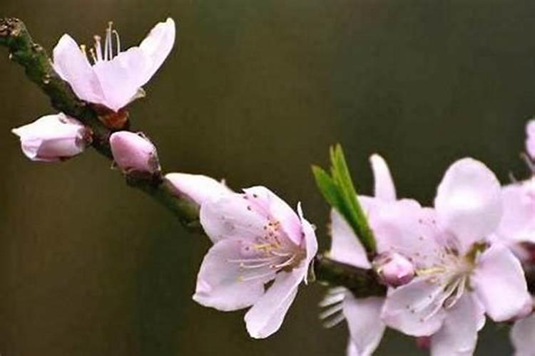 梦见妈妈和我说话有什么预兆？是什么意思？
