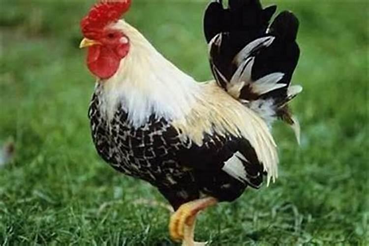 属鼠的2025年每月运势及运程