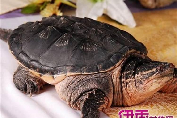 梦见很健康的小乌龟在桌子上的预兆