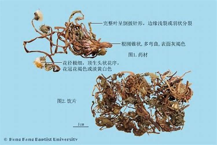太岁到底是什么？