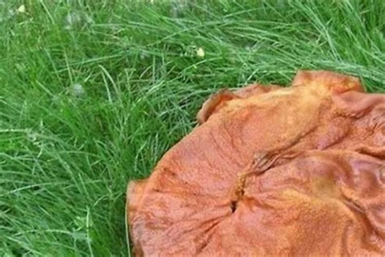 上坟是在冬至前还是后？