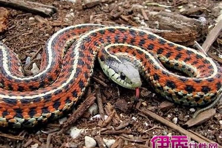 绿肖是哪几个生肖