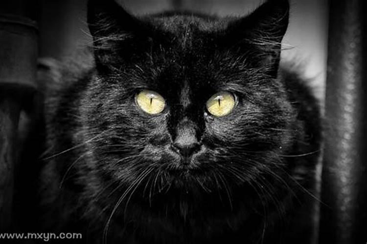 梦见黑猫咬自己的预兆