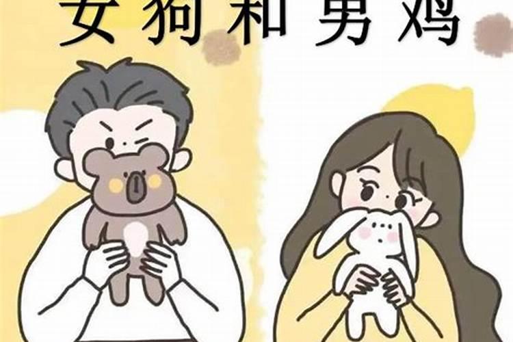 男鸡女狗婚配怎么样