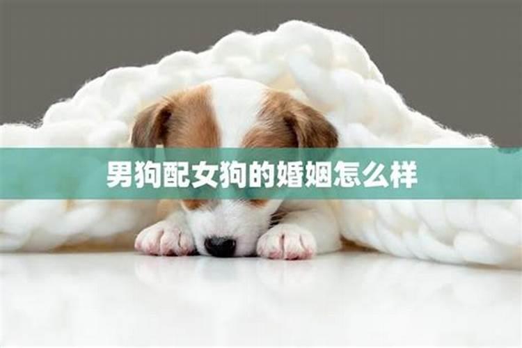 男鸡女狗的婚姻和财运如何