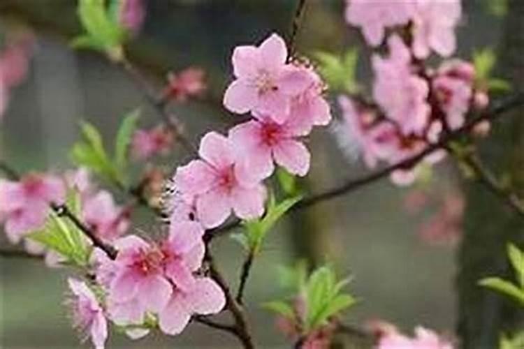 2025年属蛇人最大的桃花劫难
