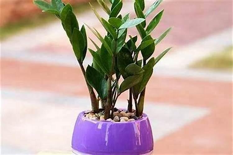 十种“旺事业”植物,办公室养起来!