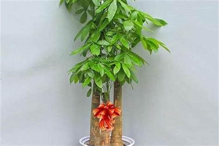 属牛的人和属虎的人相冲吗？