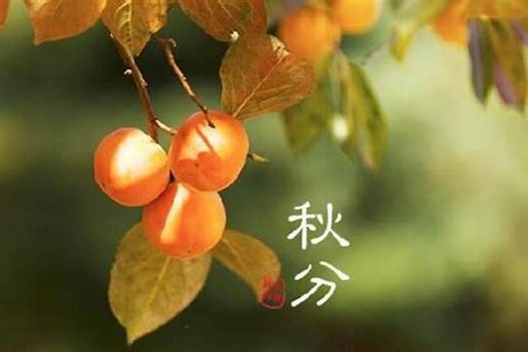 属羊2025年全年运势及运程