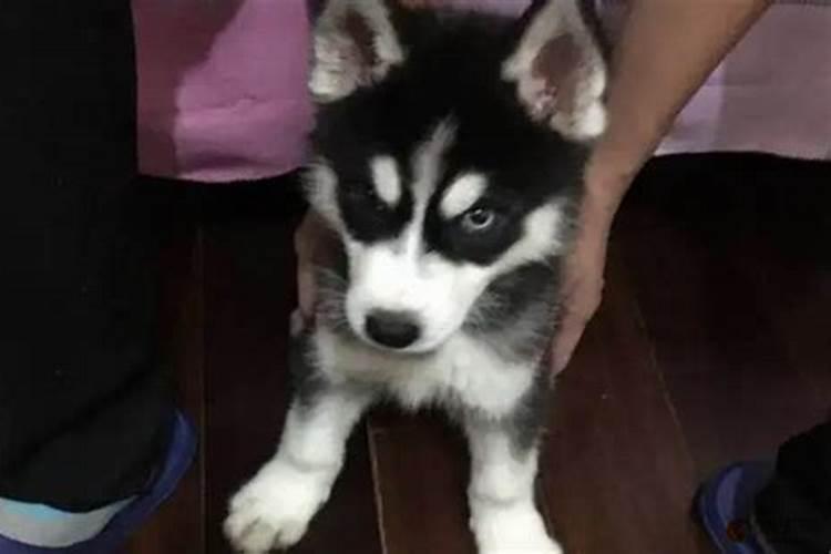 家里不适合养什么狗？
