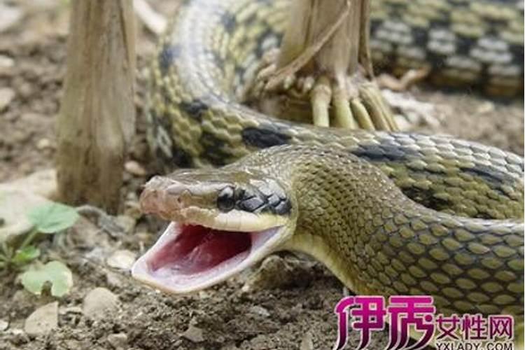 本命年犯太岁如何化解 本命年如何转运