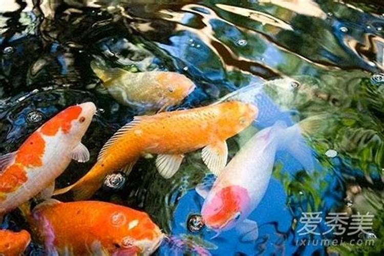 锦鲤养什么颜色最招财