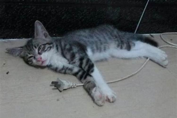 梦到猫死了有什么预兆
