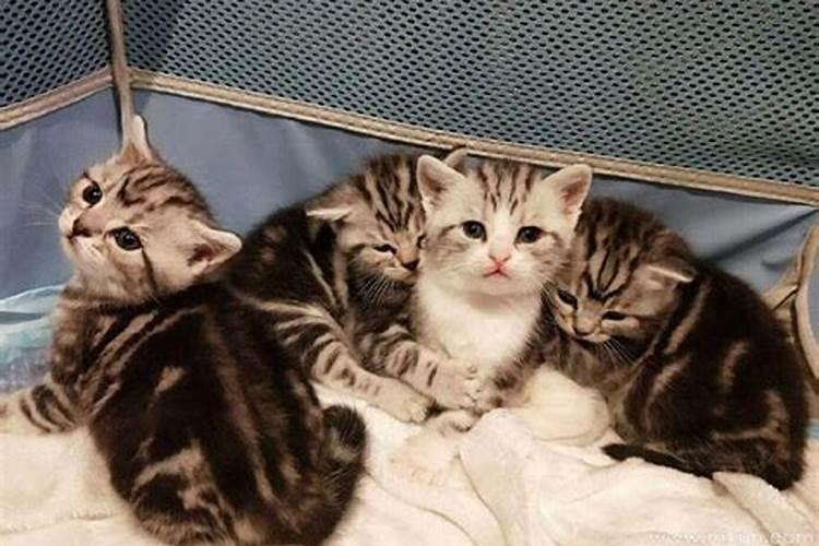 梦见猫生了一窝小猫是什么预兆