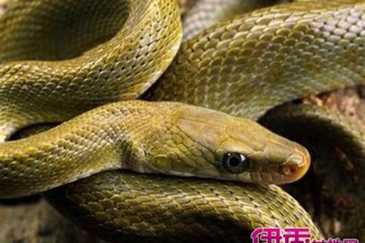 梦见外婆家聚了好多人
