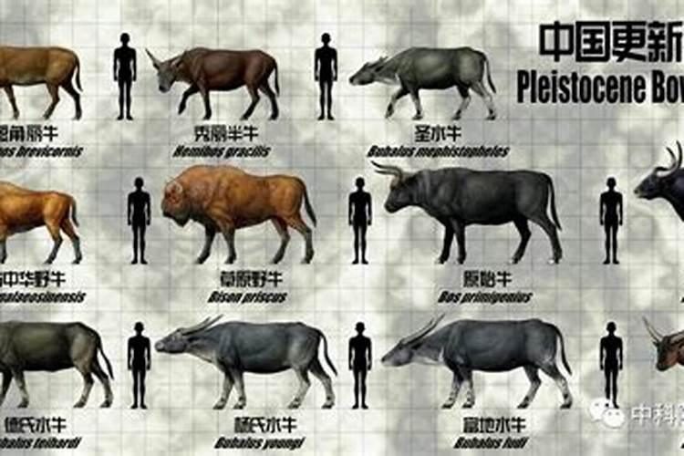 梦见老虎想吃自己的预兆