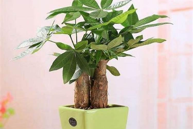 文昌位摆放什么植物最旺
