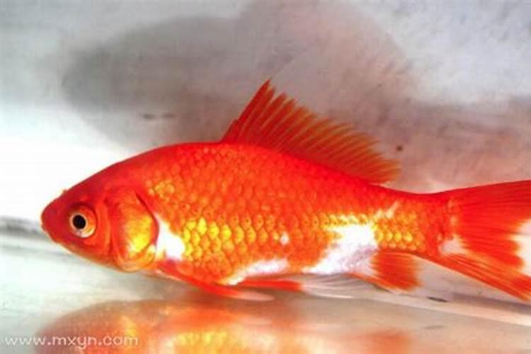 梦到红色锦鲤鱼,梦见锦鲤鱼死了