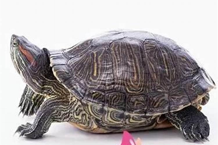 农历5月出生蛇男命运 属蛇男几月出生最富贵