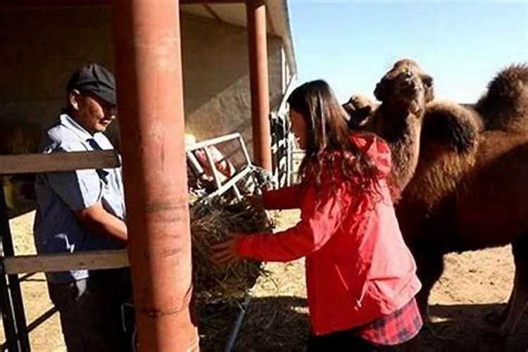 属猪犯太岁怎么化解