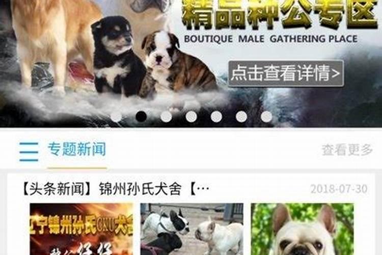属狗人在2024年遇到的三大喜事