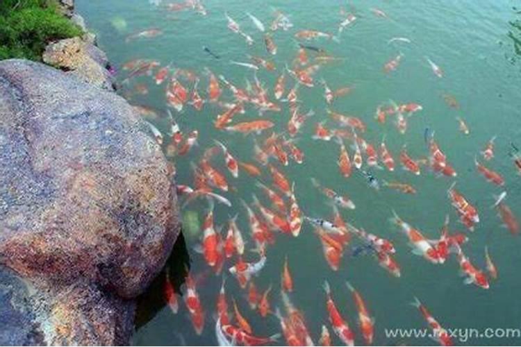 梦到很多鱼的水塘