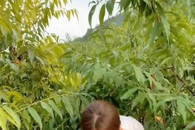 本命年不办婚礼能领证本命年可以领证登记吗