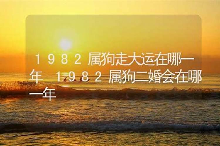 1982年狗2025年感情运势