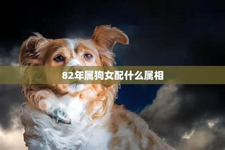 1982年属狗的人2024年的运势及运程