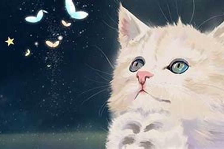 梦见自己杀死猫还流血的预兆