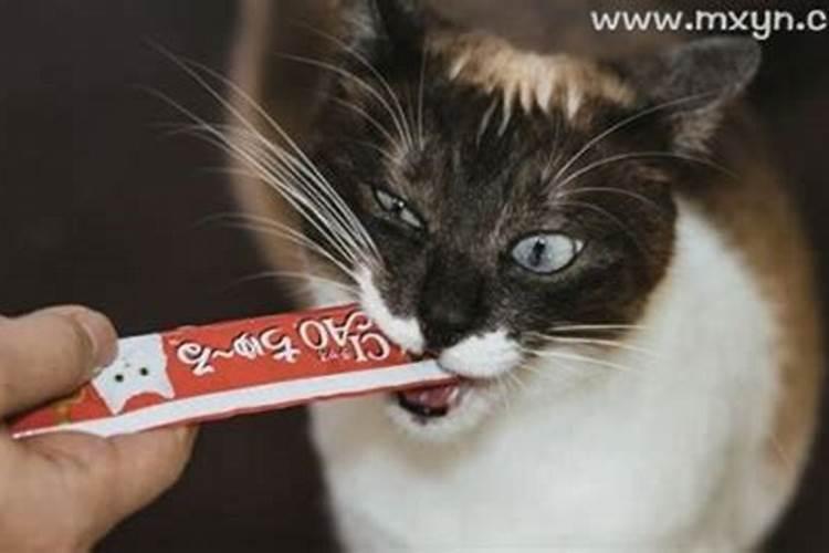 梦见打死一只猫流血的预兆