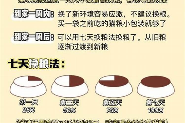 什么属相不能养猫 这几个属相和猫并不相合