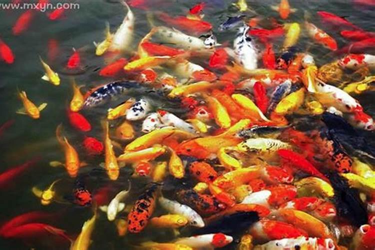 梦到好多鱼在水里游 梦到好多鱼在水里游是什么预兆