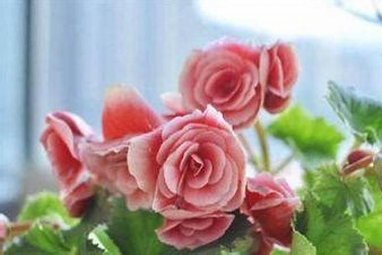 要过春节了家里什么时间扫舍最好