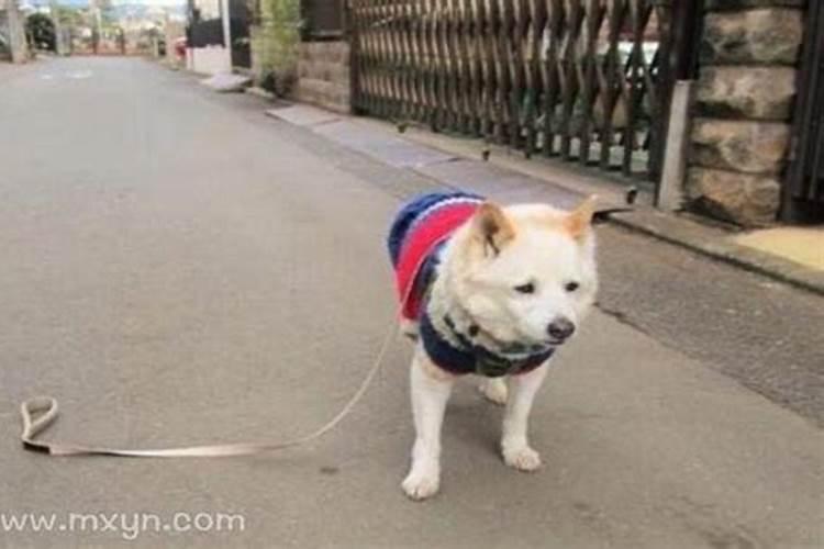 梦见一直丢失的狗的预兆