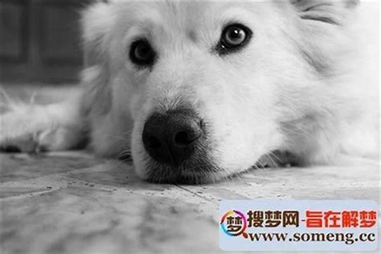 梦见丢失的狗的预兆