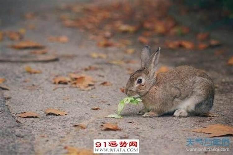 91年阴历5月23 男今年运势